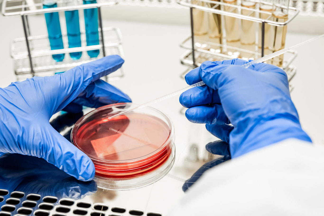 Scientist performing beverage quality testing in a laboratory using a pipette and petri dish to analyze liquid samples